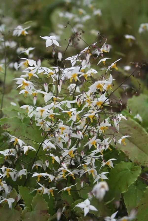 Epimedium stellulatum Long Leaf Form