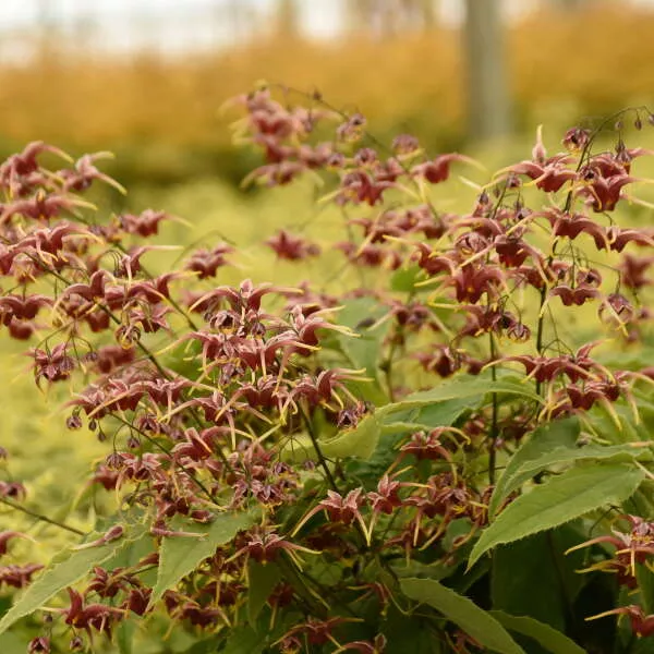 Epimedium x 'Cranberry Dancer'