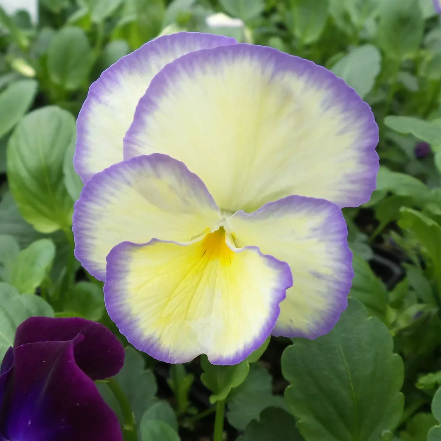 'Etain' Perennial Violet (Viola)