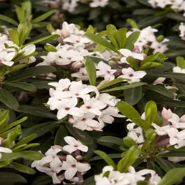 Eternal Fragrance Daphne