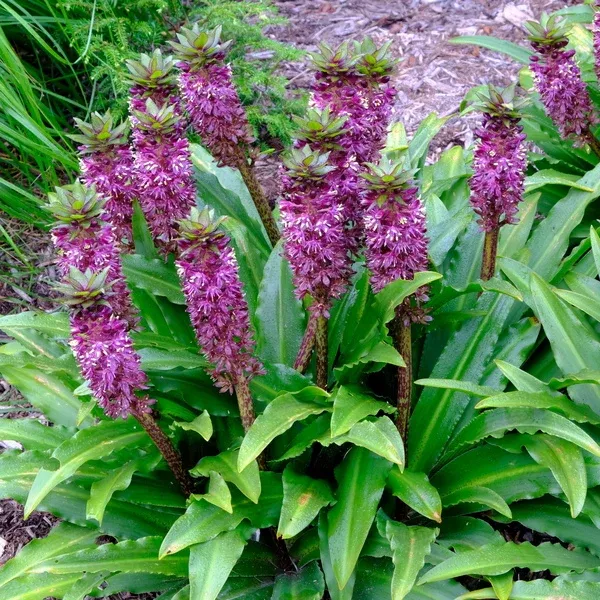Eucomis 'Formal Attire'