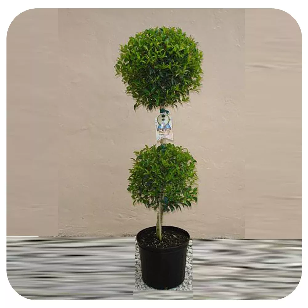Eugenia Topiary