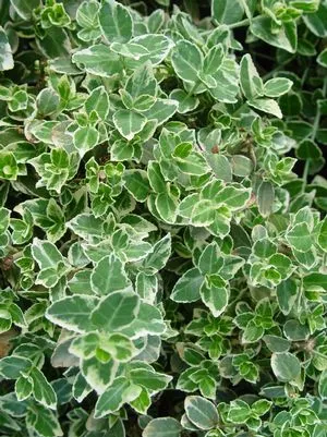 Euonymus, Emerald Gaiety Euonymus