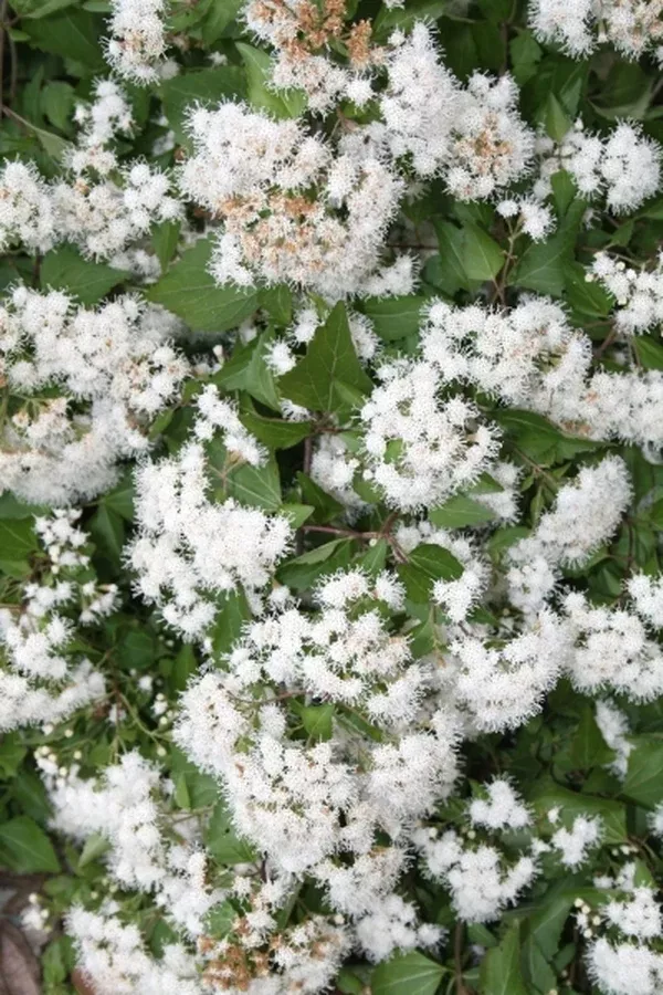 Eupatorium havanense