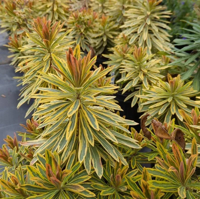 Euphorbia Ascot Rainbow Live Plant – 3-6 Inch Tall Plug – Variegated Evergreen Perennial for Outdoor Garden