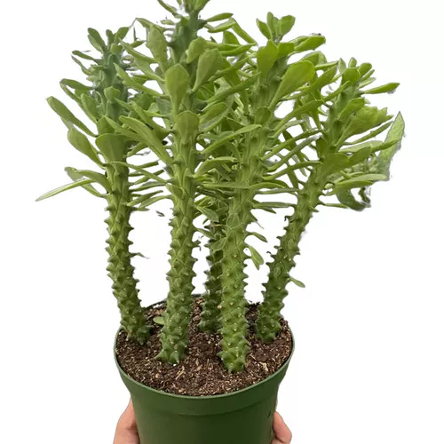 Euphorbia Sausage Spurge