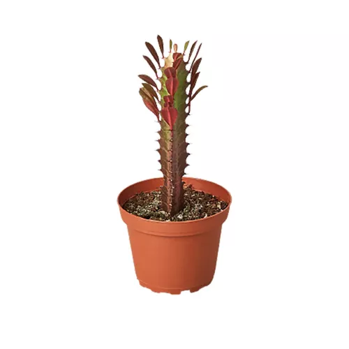 Euphorbia Trigona Rubra