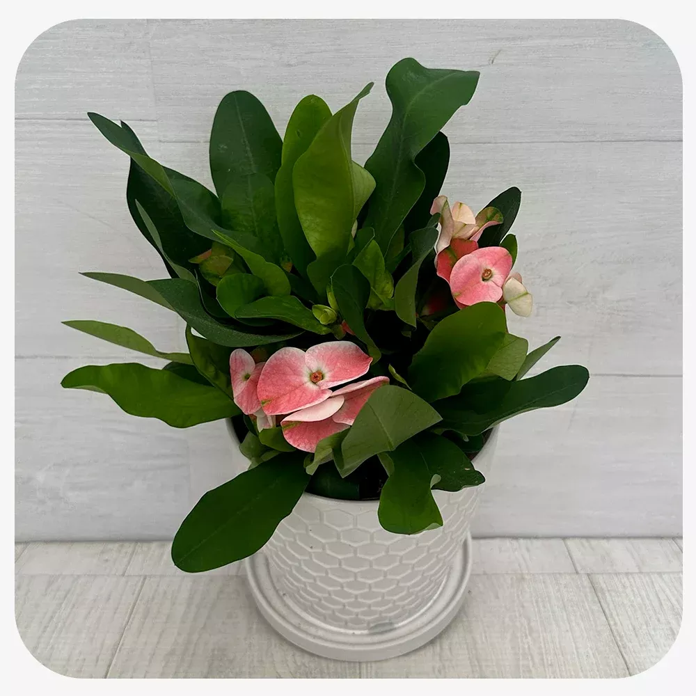 Euphorbiamilii Charlotte Pink (Crown of Thorns hybrid)