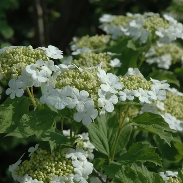 European Snowball European Cranberrybush Viburnum