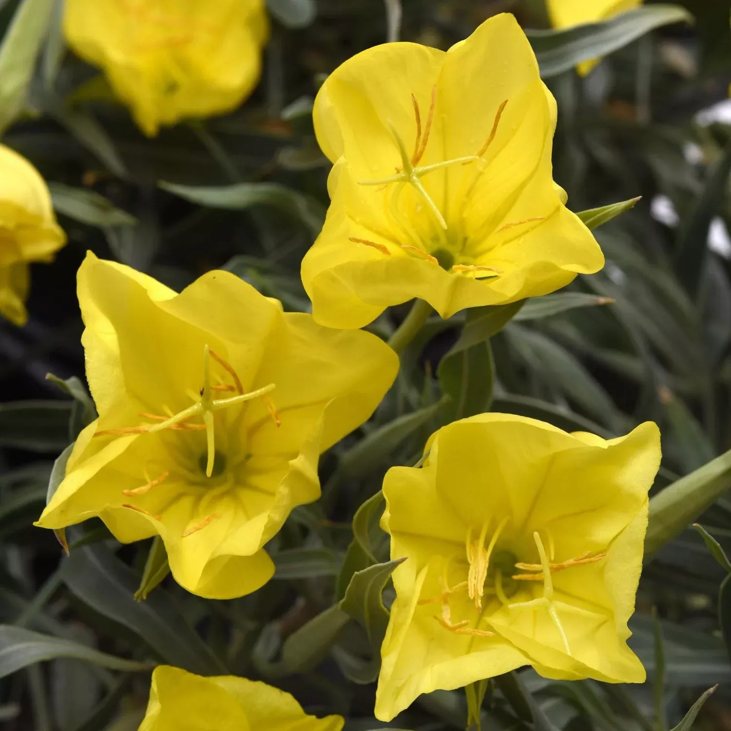 'Evening Sun' Missouri Evening Primrose (Oenothera)