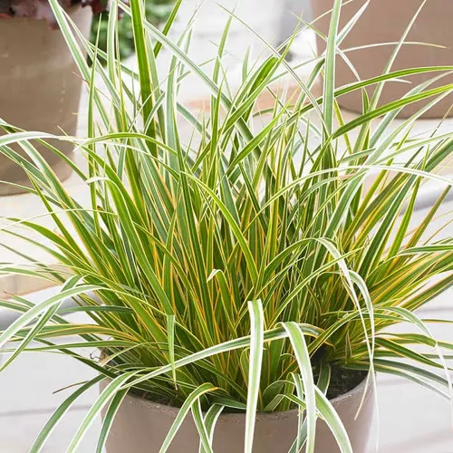 Evercolor Everglow Carex