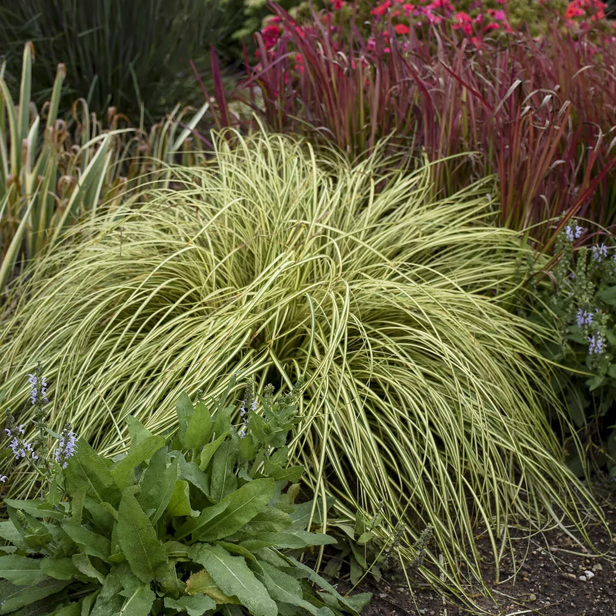 'Evergold' Sedge (Carex)
