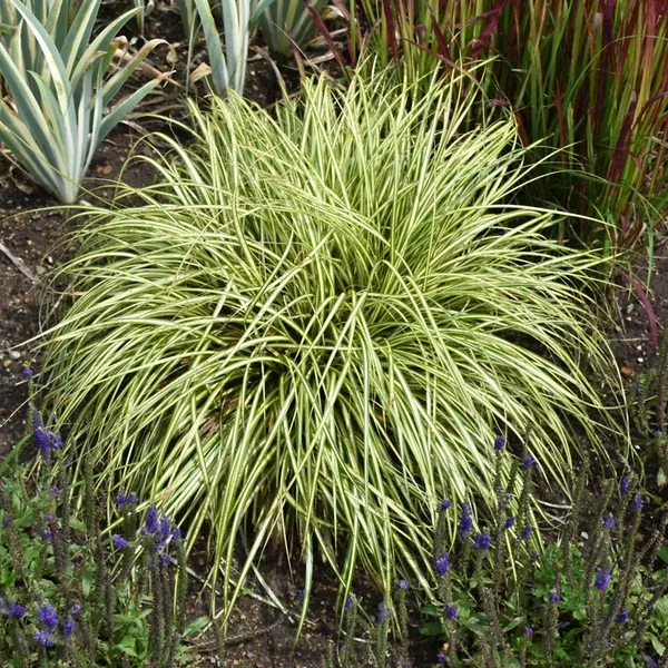 'Evergold' Sedge