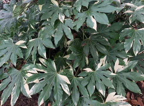Evergreen Plants in the Garden
