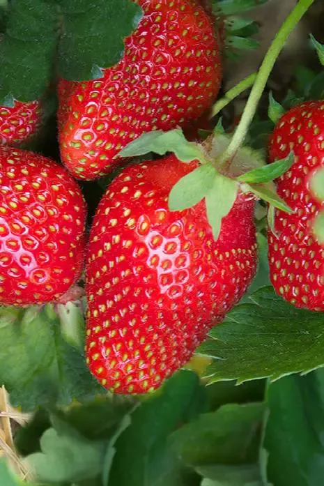 Eversweet Strawberry