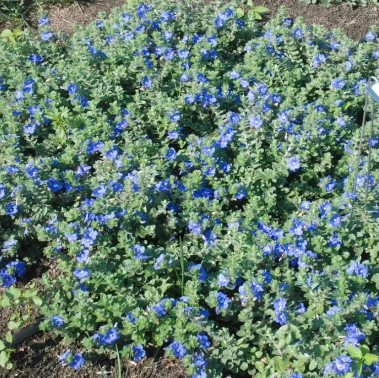 Evolvulus Blue Daze Live Plant, Set of 2, 3-6 Inch Tall, Drought-Tolerant Groundcover