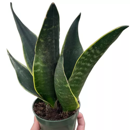 Fabi Snake Plant