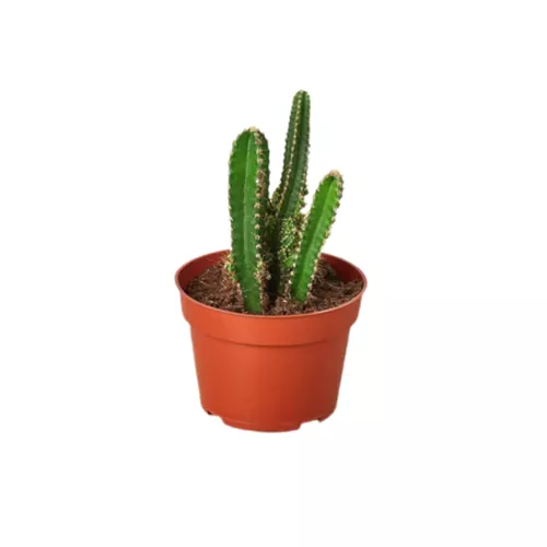 Fairy Castle Cactus