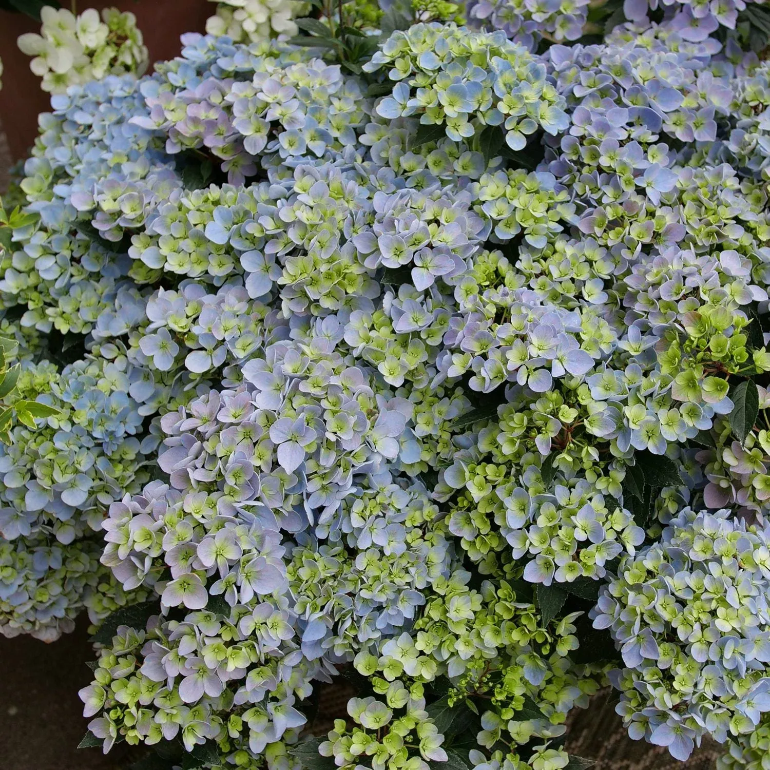 Fairytrail Fresco Cascade Hydrangea