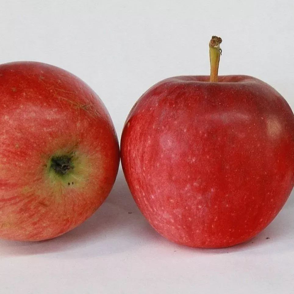 Fameuse Apple (Snow Apple)