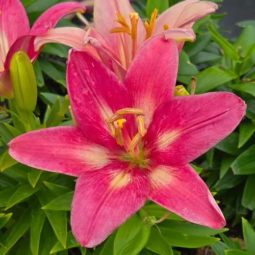 Fantasiatic Pink Asiatic Lily