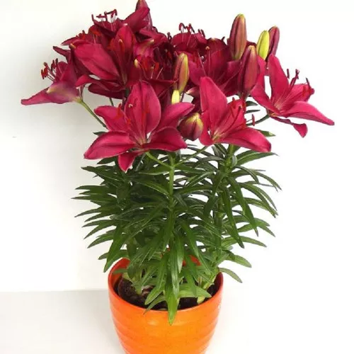 Fantasiatic Raspberry Lily