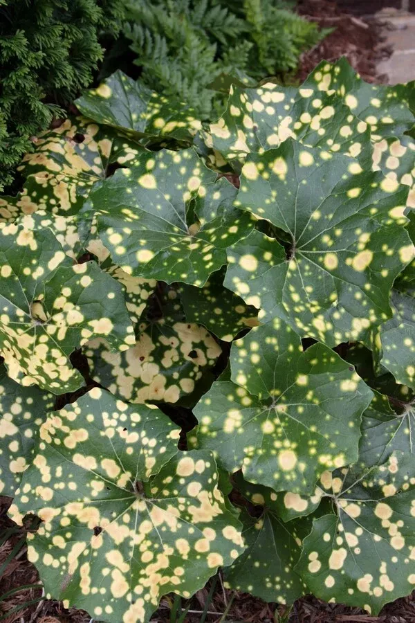 Farfugium japonicum 'Aureomaculatum'