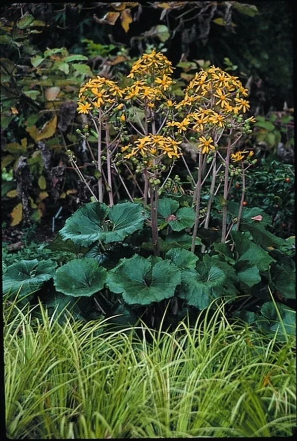 Farfugium japonicum