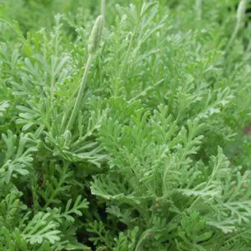 Fernleaf Lavender Plant