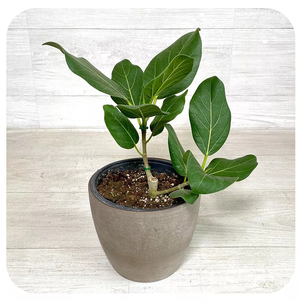 Ficus Audrey