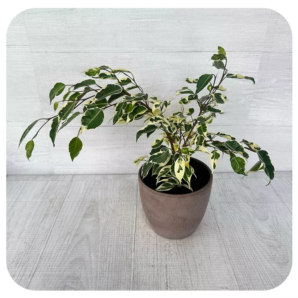Ficus BenjaminaBush - Variegated