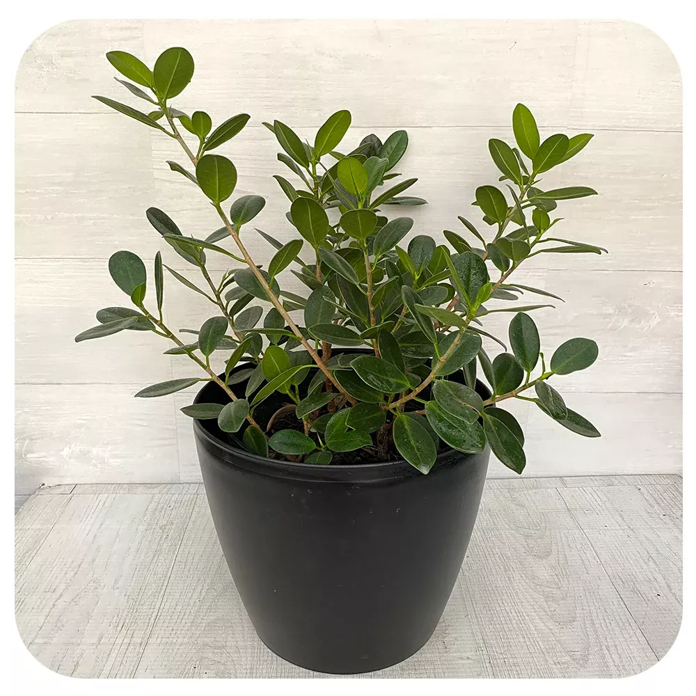 Ficus Green Island Bush