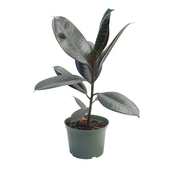 Ficus/Indian Rubber Plant Burgundy 6"