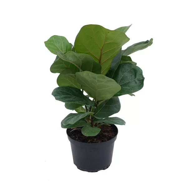 Ficus Lyrata Bush 6"