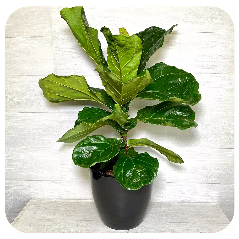 Ficus lyrata (fiddle leaf fig)