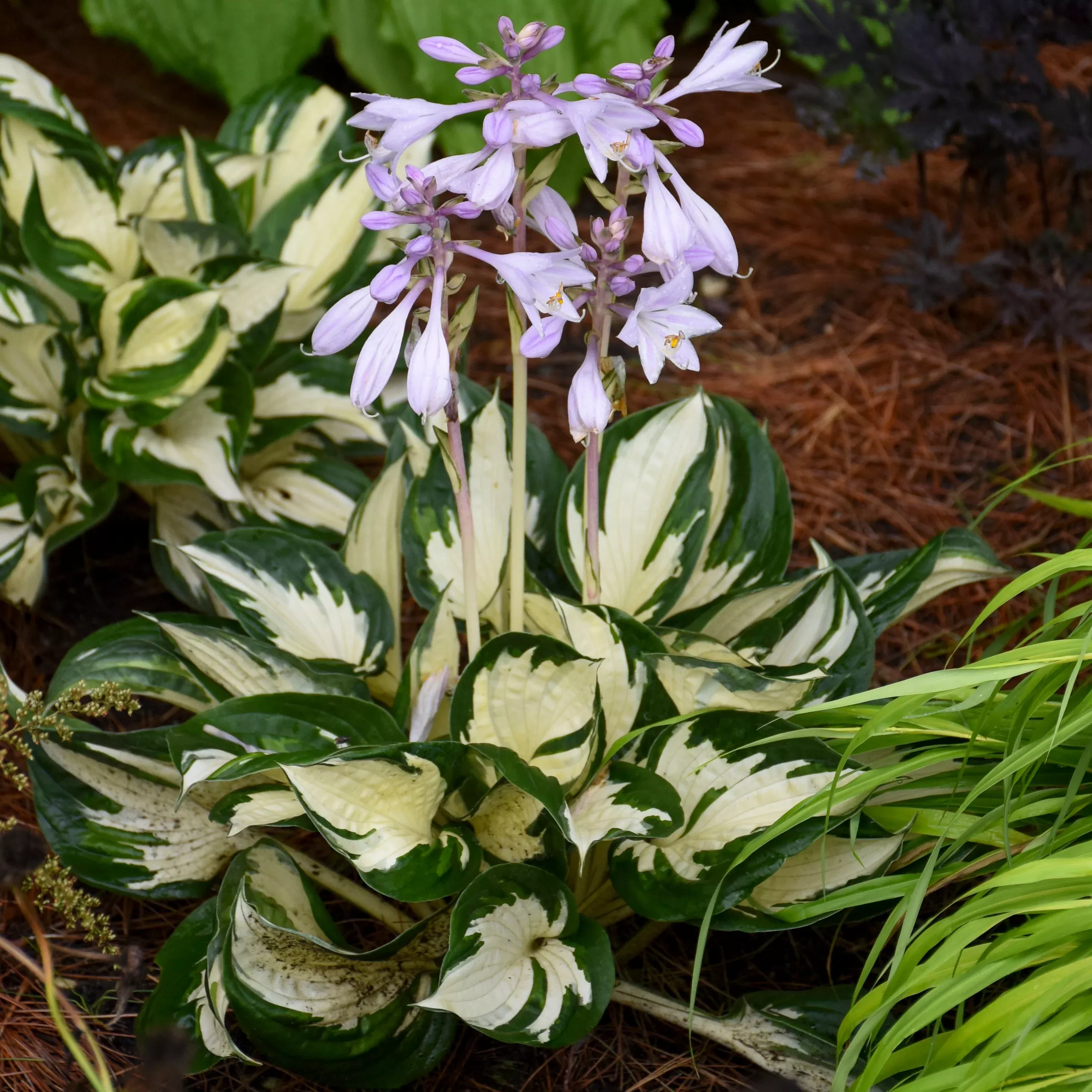 'Fire and Ice' Hosta