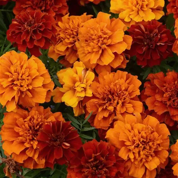 Fireball Marigold