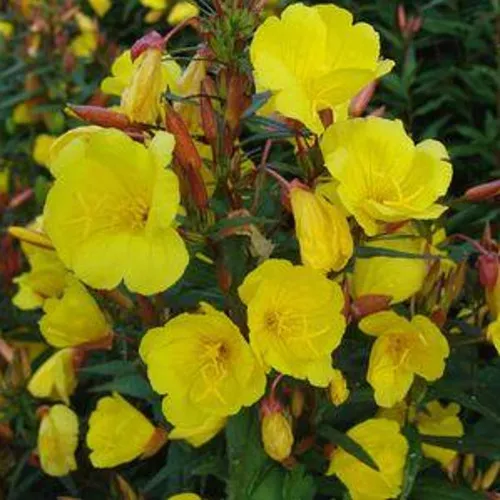 Fireworks Evening Primrose