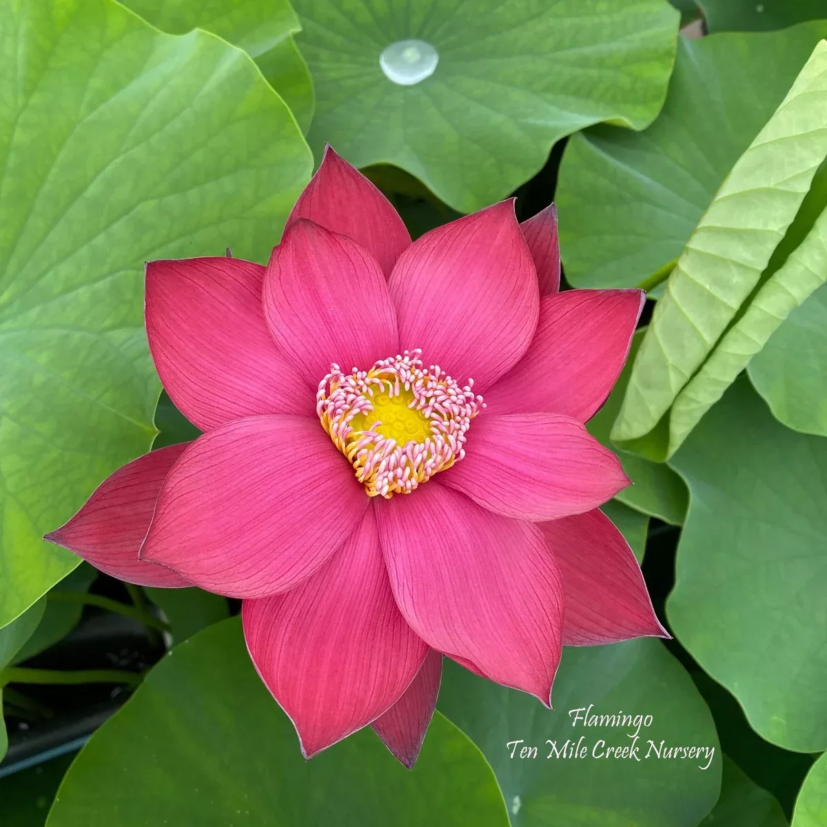 Flamingo - Red Stamen!