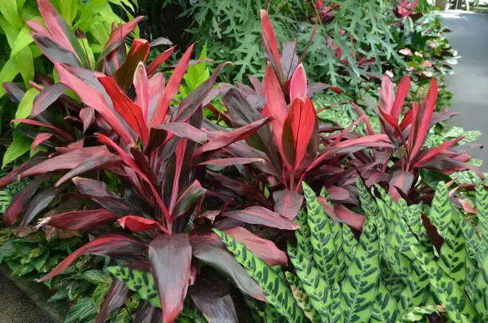 Florida Cordyline