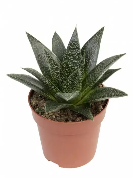 Flow Gasteria