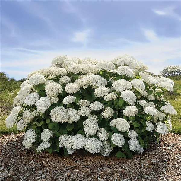FlowerFull Smooth Hydrangea