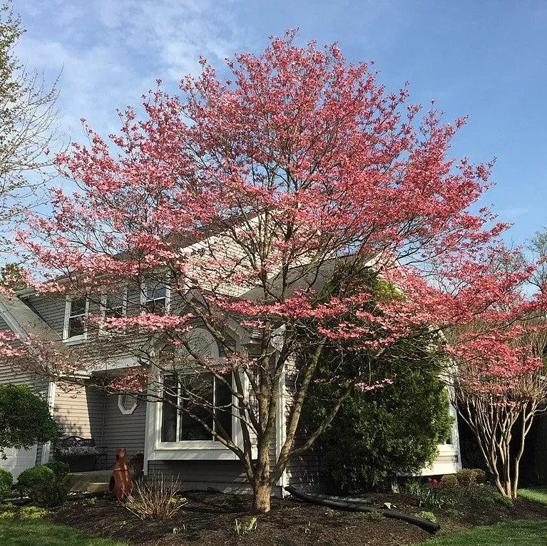 Flowering Dogwood, Pink