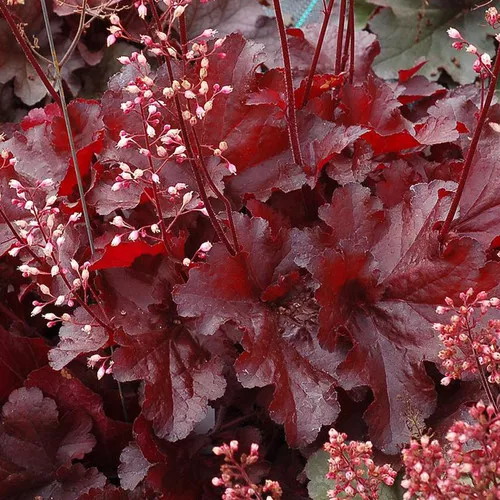 Forever Red Coral Bells