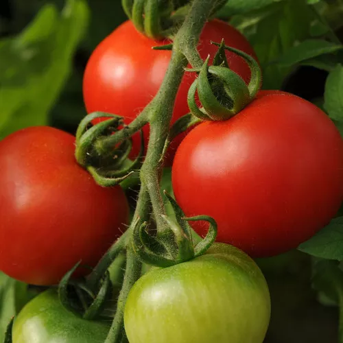 Fourth of July Tomato
