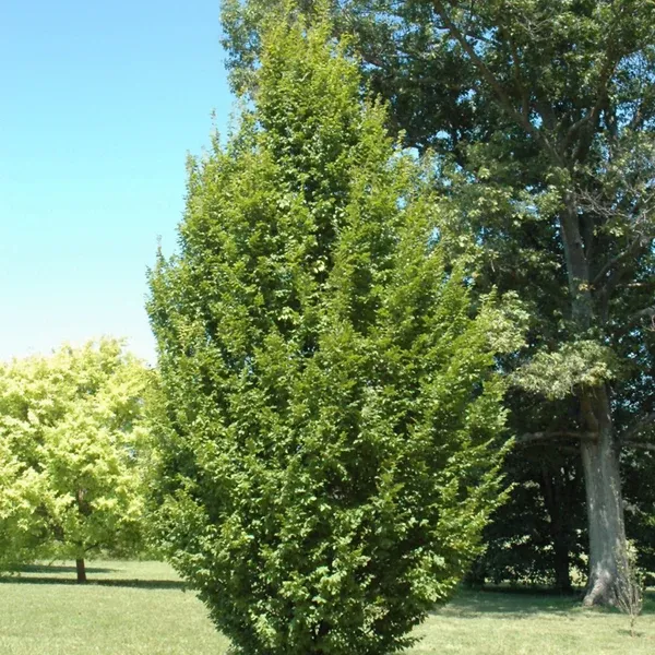 Franz Fontaine Columnar European Hornbeam