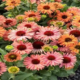 Fresco Apricot Coneflower