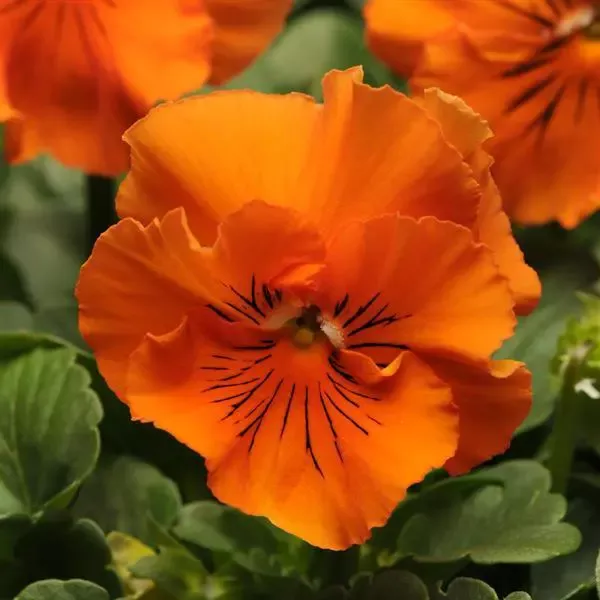 Frizzle Sizzle Orange Pansy