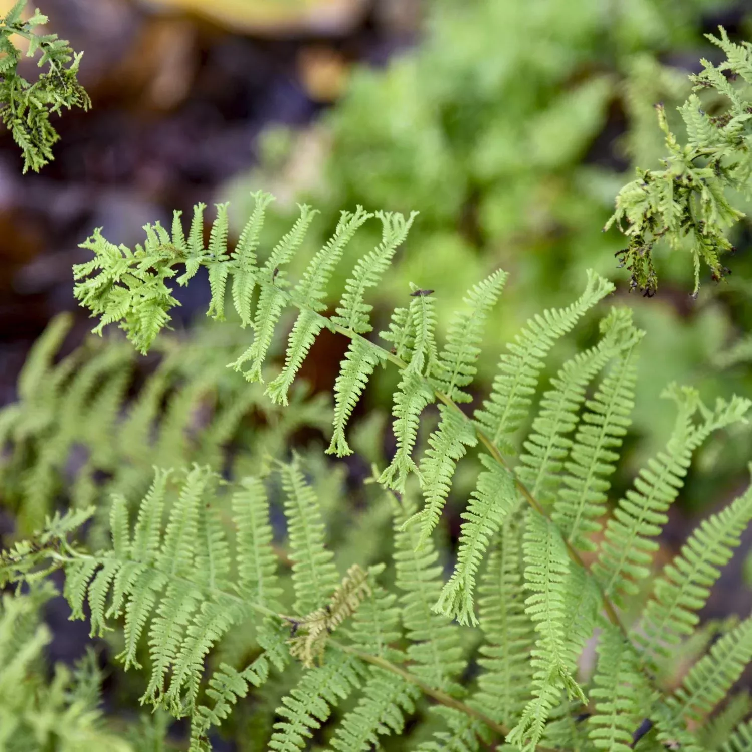 'Fronds Forever' Lady Fern (Athyrium)