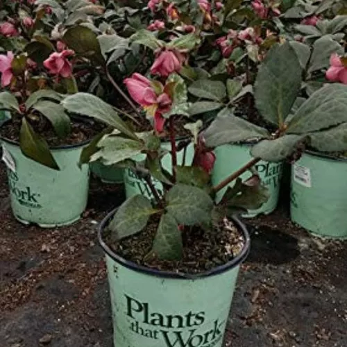 FrostKiss™ Cheryl's Shine Hellebore